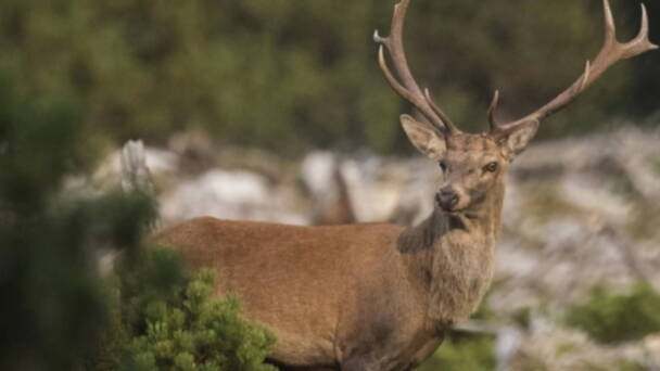 Alpinschule Bergfalke Alpinschule Bergfalke