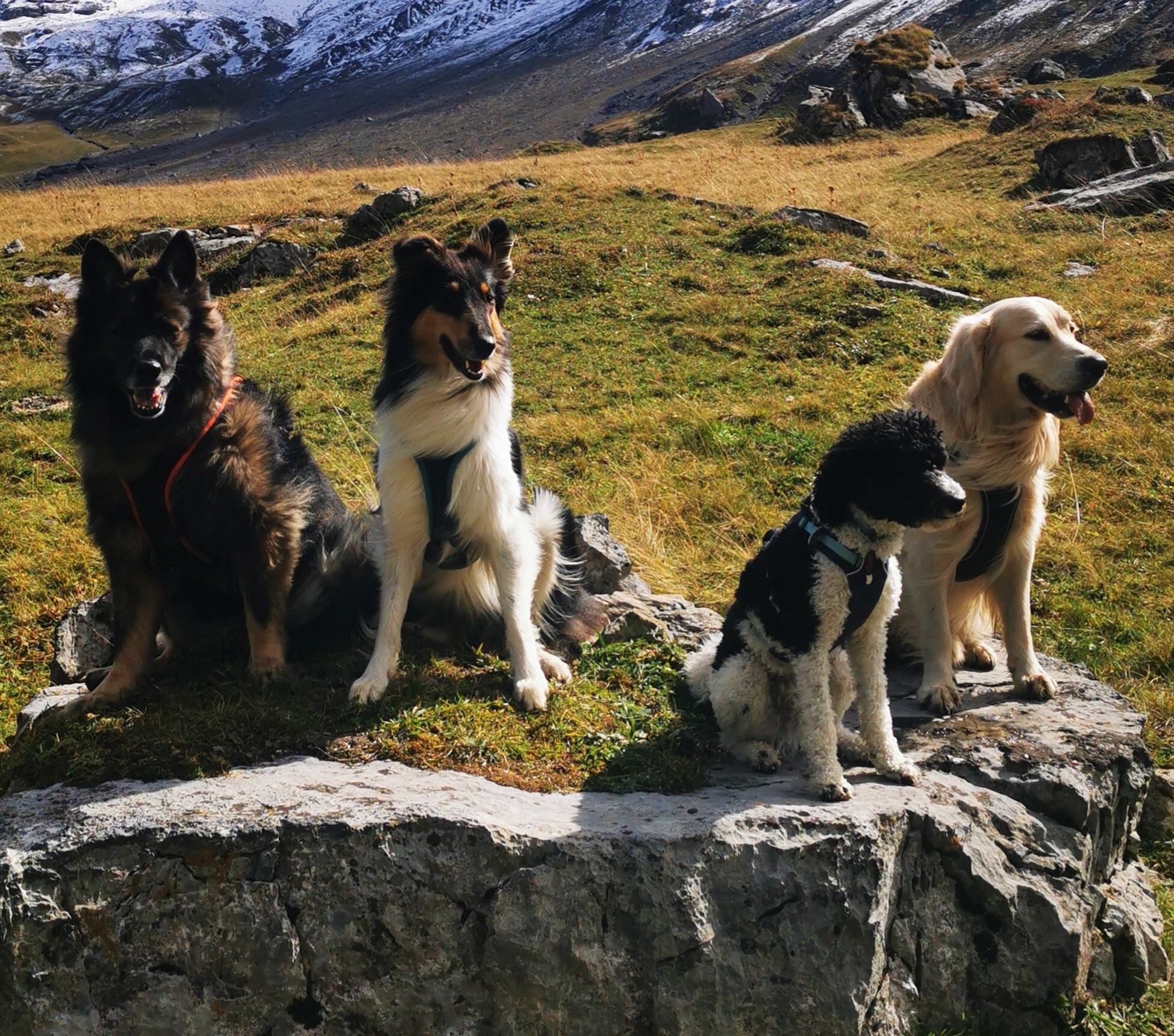 Video - Wandern mit Hund